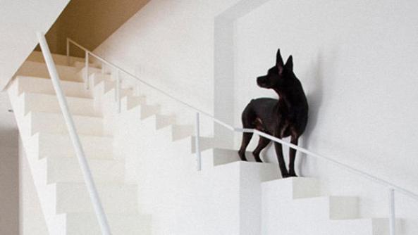 3049034-poster-p-1-a-staircase-designed-for-dogs